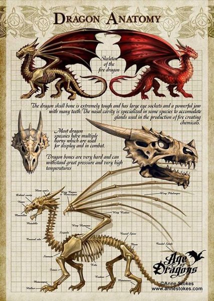 Collection de dragons - Cabinet de curiosité